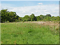 Rough pasture, Winkfield Row