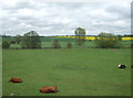 Grazing near the River Gipping