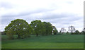 Crop field and trees