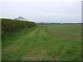 Crop field and hedgerow