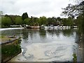 ST6866 : River Avon below Kelston Lock [No 5] by Christine Johnstone