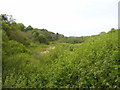 Overgrown area taken from Bridge into Stackpole Centre