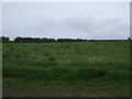 Grazing, Grangeburn Mill Farm