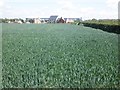 Cereal crop by the A38