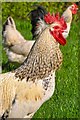 West Somerset : Knaplock Farm Chickens