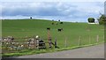 Cattle, Gartfinnan