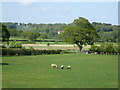 Field near Great Knights Farm