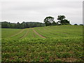 Crop field by Knowle Road