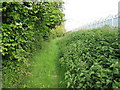 Path adjacent to stinging nettles