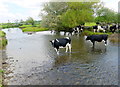 Cattle Crossing the River Axe