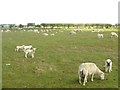 NU0741 : Ewes and lambs north of Fenham by Graham Robson
