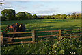 Old tractor in a field of cows