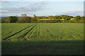 A field of wheat near Grange Farm