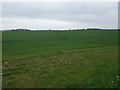 Crop field south of Warton