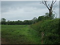 Hedgerow and field