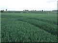 Crop field near Wellsborough