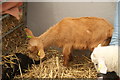 View of goats in Crystal Palace Park Farm