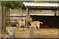 View of a pair of goats feeding in Crystal Palace Park Farm