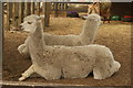 View of a pair of llamas in Crystal Palace Park Farm #2