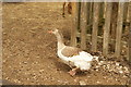 View of a goose in Crystal Palace Park Farm