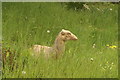 View of a camel sculpture in the grass in Crystal Palace Park