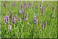 SO7940 : Green-winged orchids by Philip Halling