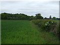 Crop field and hedgerow of Kirby Lane