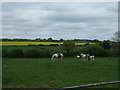 Grazing off Bagworth Road