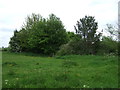 Grazing near Garden Farm, Barlestone