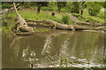 View of a dinosaur in the Dinosaur Trail in Crystal Palace Park #12