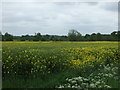 Oilseed rape crop south of Bilstone