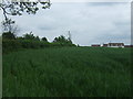 Crop field and hedgerow