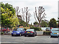 Lopped trees, Chertsey