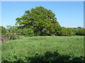 Fields near Braziers Lane