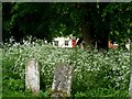 Cow Parsley and gravestones, St Mary