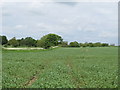 TL9249 : Arable land near Nether Hall, Lavenham by Roger Jones