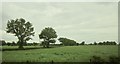 Line of trees by Antlands Lane