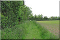 Footpath on arable field margin, Great Horkesley