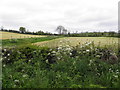 Curlagh Townland