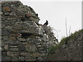 NM0447 : Raven's nest at Kirkapol by M J Richardson