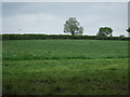 Grazing east of Twycross Road