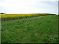 SU2662 : Uncultivated margin of an oilseed rape field by Christine Johnstone