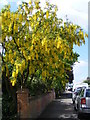 Laburnum in Longfield Road