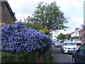 Ceanothus in Longfield Road, Tring