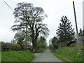 Monkey puzzle tree at Blackmore