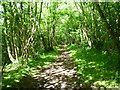 Path through woodland on Lodge Lees Down