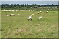 TM3642 : Suffolk Sheep at Shingle Street by Roger Jones