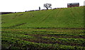 Hillside sheep in Littledean