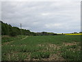 Bean field near Settrington Beacon