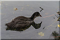 TQ3296 : Young Coot, New River Loop, Church Street, Enfield by Christine Matthews